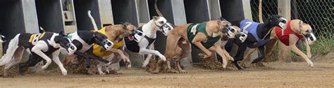 ) Greyhound tracks are also distinguished form other types of tracks by their mechanical lure - a stuffed rabbit that greyhounds chase around the track. . Jacksonville dog track results